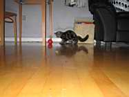 IMG_0787.JPG